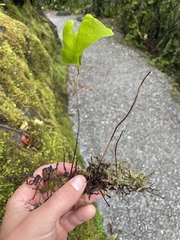 Hymenophyllum nephrophyllum
