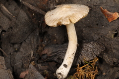 Inocybe geophylla