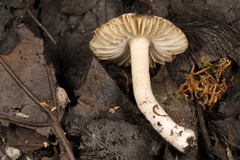 Inocybe geophylla
