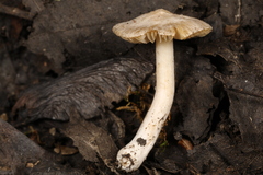 Inocybe geophylla