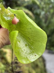 Hymenophyllum nephrophyllum