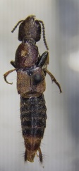 Platydracus cinnamopterus