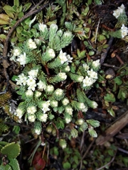 Kelleria dieffenbachii