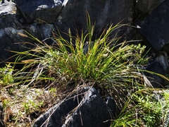 Carex cremnicola