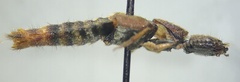 Platydracus cinnamopterus