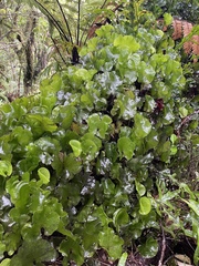 Hymenophyllum nephrophyllum