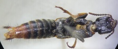 Platydracus cinnamopterus