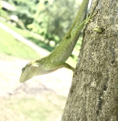 Anolis porcatus