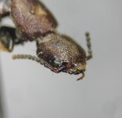 Platydracus cinnamopterus
