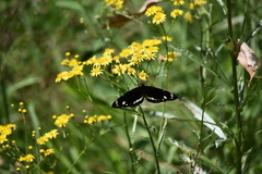 Euploea core corinna