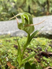 Pterostylis australis