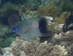 Plectroglyphidodon johnstonianus