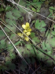 Ranunculus foliosus