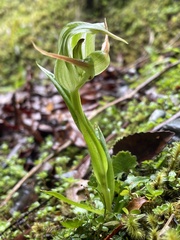 Pterostylis australis