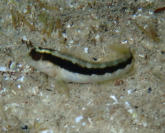 Parablennius serratolineatus