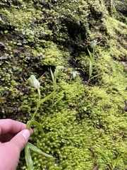 Pterostylis australis