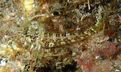 Enneapterygius rufopileus