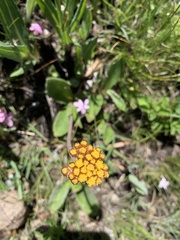 Helichrysum pallidum