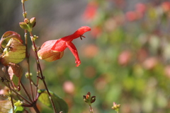 Salvia regla