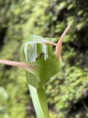 Pterostylis australis