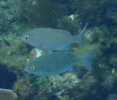 Kyphosus cinerascens