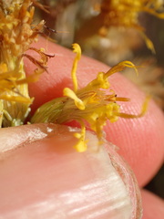 Ericameria ericoides