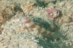 Amblyeleotris periophthalmus