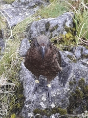 Nestor notabilis