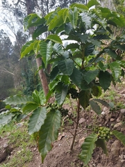 Coffea arabica
