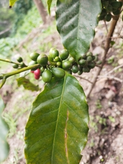 Coffea arabica