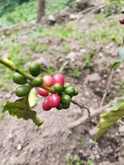 Coffea arabica