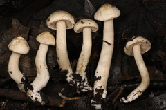 Hebeloma ischnostylum