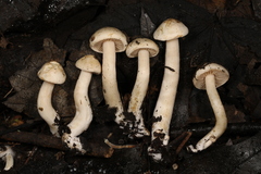 Hebeloma ischnostylum