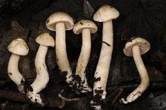 Hebeloma ischnostylum