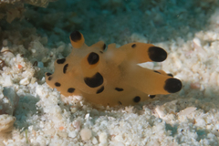 Thecacera