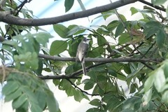 Pericrocotus cantonensis