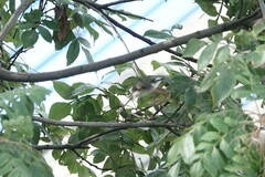 Pericrocotus cantonensis