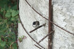 Pycnonotus xanthorrhous