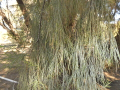 Casuarina