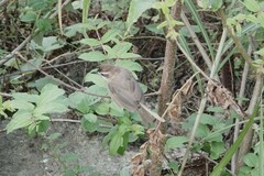 Pterorhinus sannio