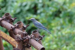 Monticola solitarius