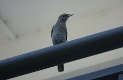 Monticola solitarius