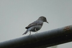 Monticola solitarius