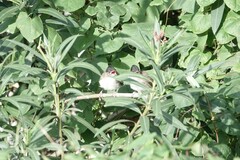 Pycnonotus xanthorrhous