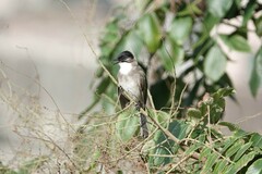 Pycnonotus xanthorrhous