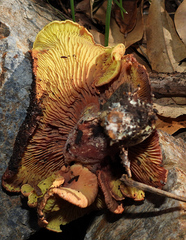 Phylloporus leucomycelinus