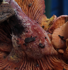 Phylloporus leucomycelinus