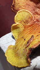 Phylloporus leucomycelinus