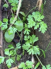 Chaerophyllum tainturieri