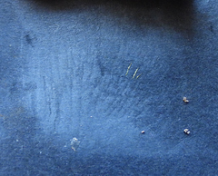 Phylloporus leucomycelinus